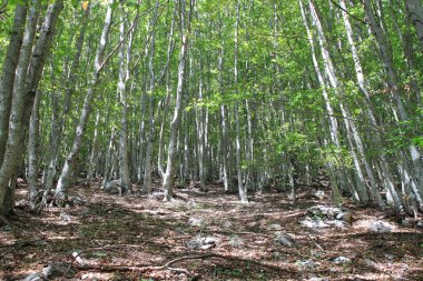 Yaz aylarında ormanda kayın
