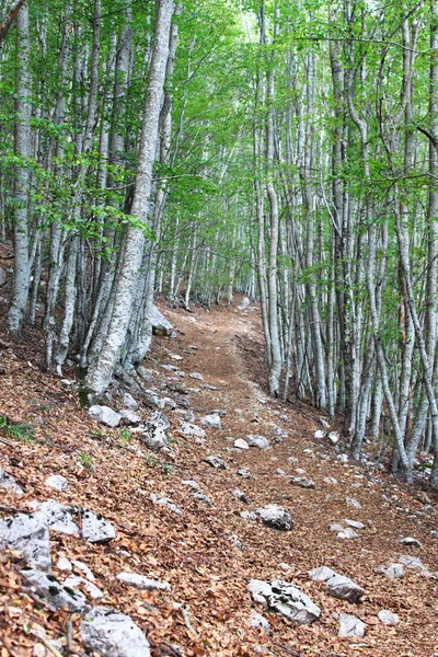 Forest trail through thick vegetation — Zdjęcie stockowe