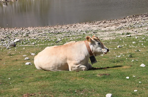 Mucca che riposa su un prato — Foto Stock