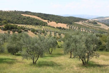 İtalya, Toskana 'daki antik zeytin koruluğu