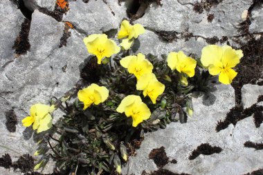 Baharda açan dağ sarı gelincikleri