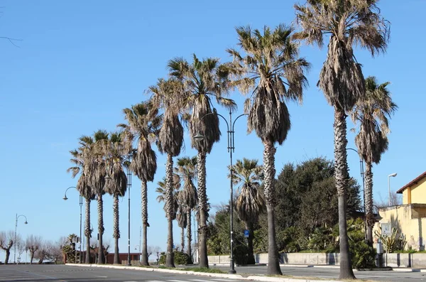 Avenue Tall Royal Palm Trees — Stock Photo, Image