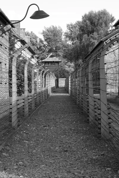 Arame farpado em Auschwitz — Fotografia de Stock