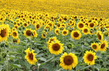 ayçiçekleri alanı