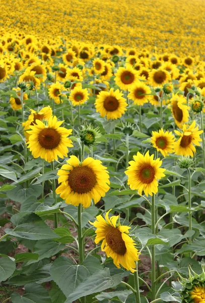 Zonnebloemen veld — Stockfoto