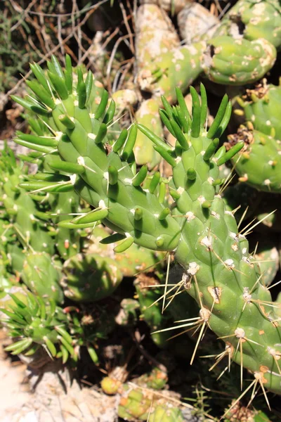 Euphorbia pseudocactus saftiga växter — Stockfoto