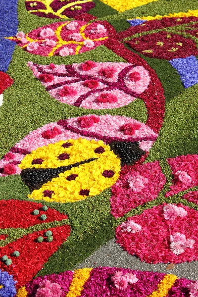 イタリア、スペッロ、花のじゅうたん — ストック写真