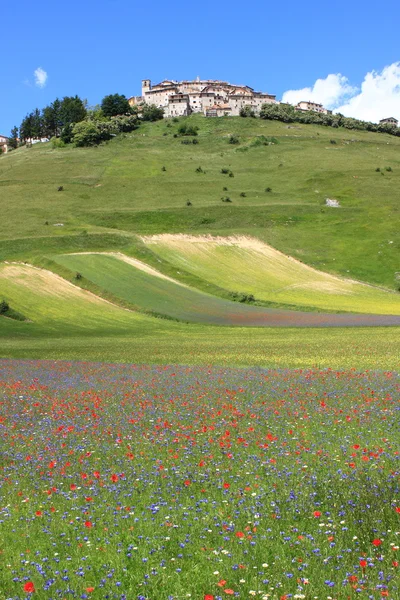 Castelluccio di Norcia selama musim berbunga — Stok Foto