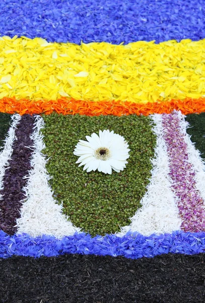 여러 가지 빛깔된의 꽃 카펫 — 스톡 사진