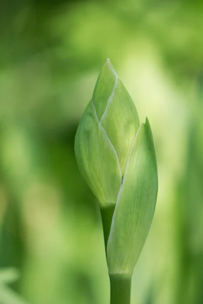 アイリス、緑色植物の芽 — ストック写真