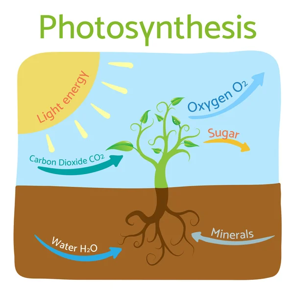 Diagrama de fotosíntesis. Ilustración esquemática vectorial del proceso fotosintético . — Archivo Imágenes Vectoriales