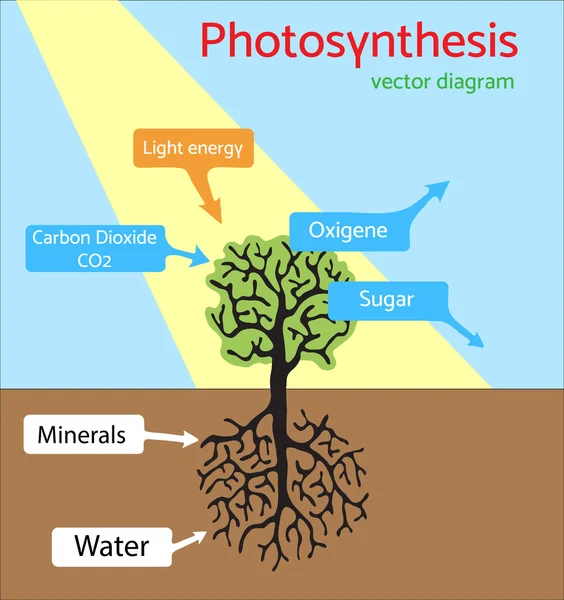 Diagramme de photosynthèse. Illustration vectorielle schématique du processus photosynthétique . — Image vectorielle