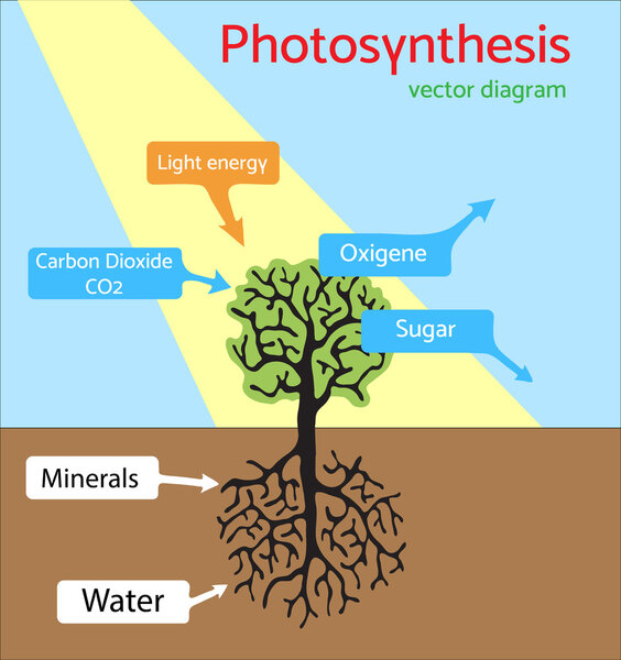 Photosynthesis diagram. Schematic vector illustration of the photosynthetic process.