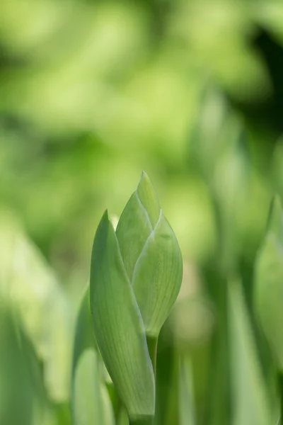 Pupeny iris, zelené rostliny — Stock fotografie