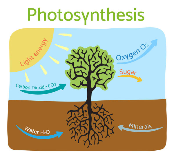 Photosynthesis process diagram. Schematic vector illustration.