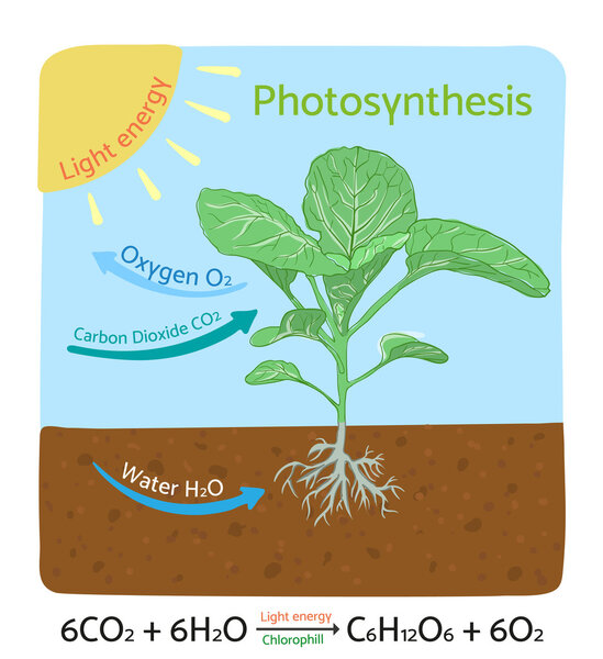Photosynthesis diagram. Schematic vector illustration.