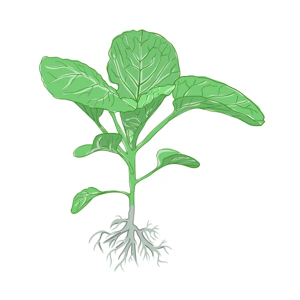 Πράσινο λάχανο φυτό με ρίζα. — Διανυσματικό Αρχείο