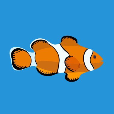 Palyaço balığı, vektör çizimi