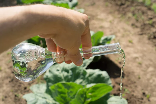 Mano con un tubo de ensayo y una planta. Fertilizante en cristalería de laboratorio . — Foto de Stock