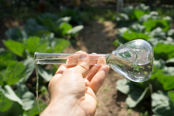 Mano con un tubo de ensayo y una planta. Fertilizante en cristalería de laboratorio . —  Fotos de Stock