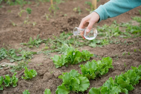 Mano con una probeta y una planta de ensalada. Fertilizante en cristalería de laboratorio . — Foto de Stock