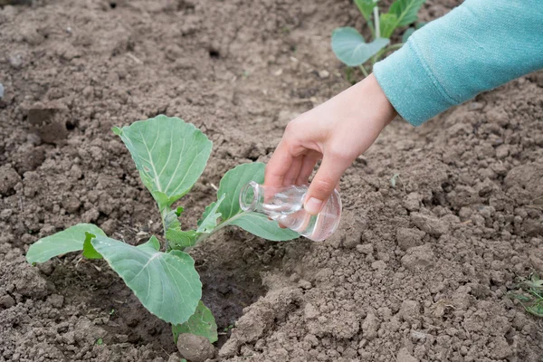 Mano con una provetta e una pianta di cavolo. Fertilizzante in vetreria da laboratorio . — Foto Stock