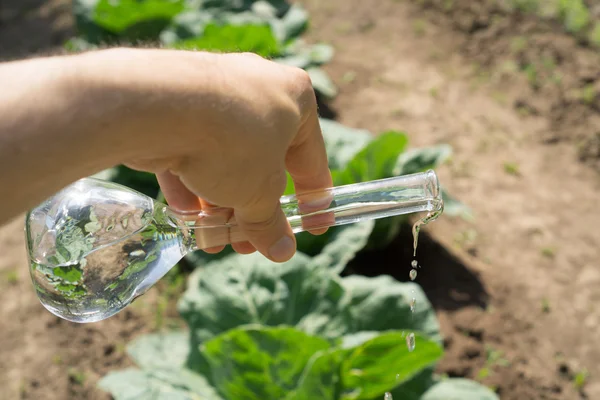 Mano con un tubo de ensayo y una planta. Fertilizante en cristalería de laboratorio . — Foto de Stock