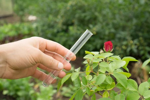 Água do tubo de ensaio na mão, plantas de rosas no fundo . — Fotografia de Stock