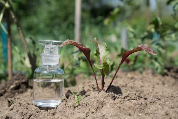 Μπουκάλι με νερό ή λίπασμα σε ξηρά ραγισμένη χώματος και του φυτού. — Φωτογραφία Αρχείου