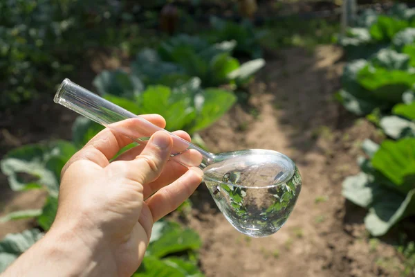 Mano con un tubo de ensayo y una planta. Fertilizante en cristalería de laboratorio . — Foto de Stock