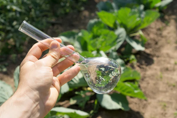 Mano con un tubo de ensayo y una planta. Fertilizante en cristalería de laboratorio . — Foto de Stock