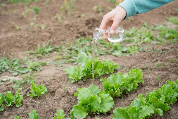 Mano con una probeta y una planta de ensalada. Fertilizante en cristalería de laboratorio . — Foto de Stock