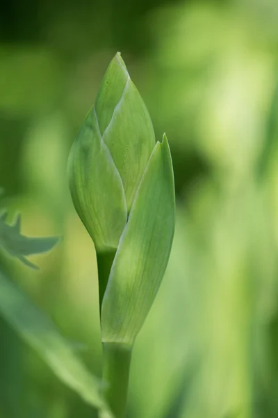 Iris, yeşil bitkinin tomurcukları — Stok fotoğraf