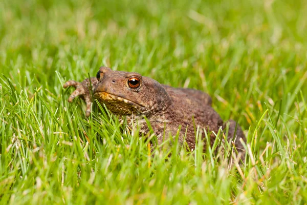 Žába sedí na zelené trávě — Stock fotografie