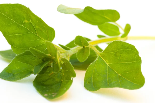 Menta fresca su sfondo bianco — Foto Stock