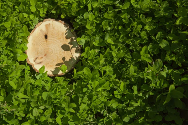 Tocón de árbol en la hierba, vista superior — Foto de Stock