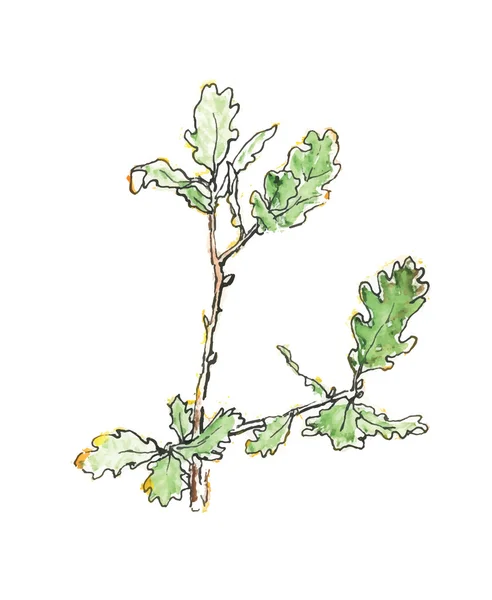The branch of  oak tree — Stock Vector