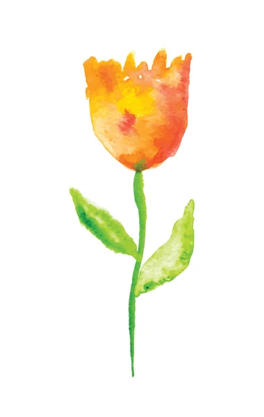 Akvarell tulipán, vektoros illusztráció — Stock Vector