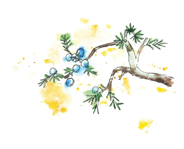 Branch of juniper tree, vector illustration — Stock Vector