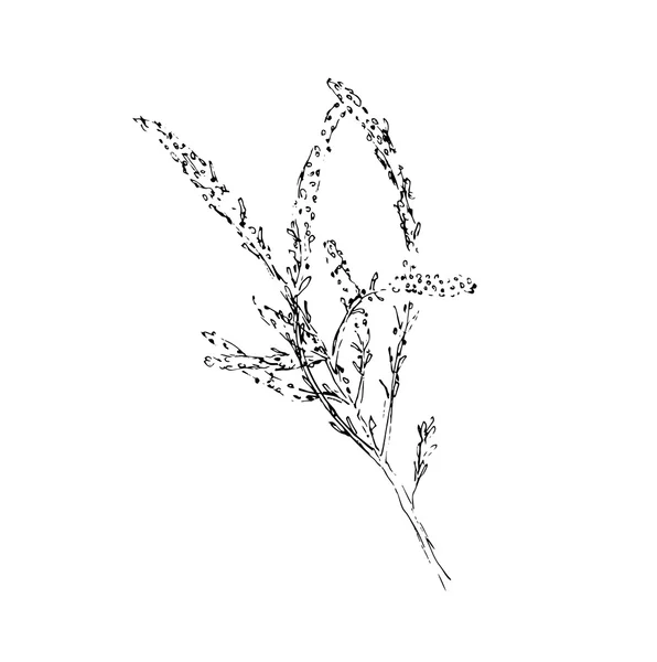 Branch of plant, sketch vector — Stock Vector
