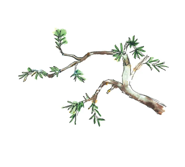 Branch of juniper tree, vector illustration — Stock Vector