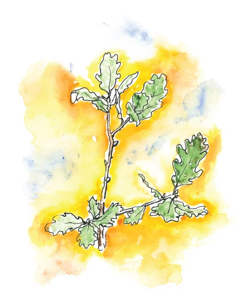 La branche de chêne, illustration aquarelle — Image vectorielle