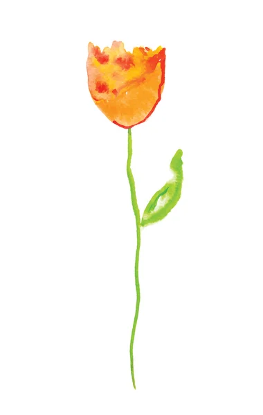 Watercolor tulip, vector illustration — Stock Vector