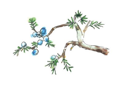 Branch of juniper tree, vector illustration clipart