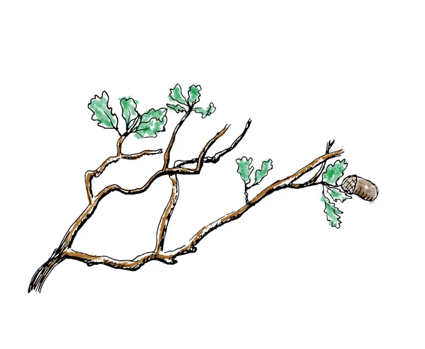 The branch of  oak tree — Stock Vector