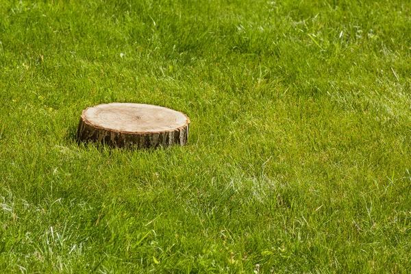 Árbol tocón en la hierba — Foto de Stock