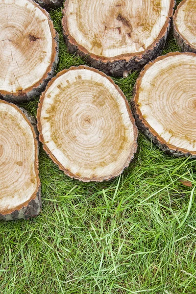 Baumstümpfe auf dem Gras — Stockfoto