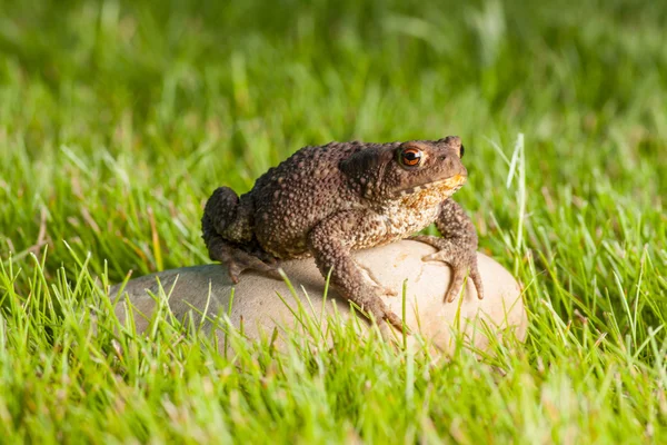 Žába sedí na kameni — Stock fotografie