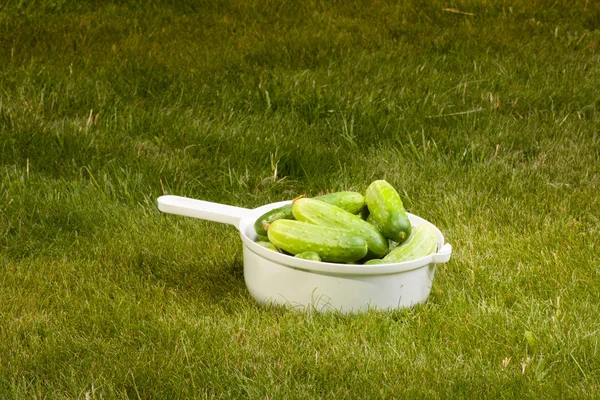 Cucumbers in a white pot on the grass — Stock Photo, Image