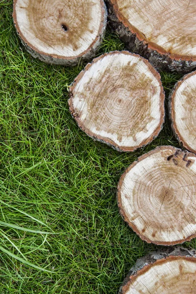 Trädrötter i gräset — Stockfoto